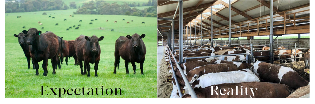 The Truth About “Premium” Beef Labels — and What They Really Mean